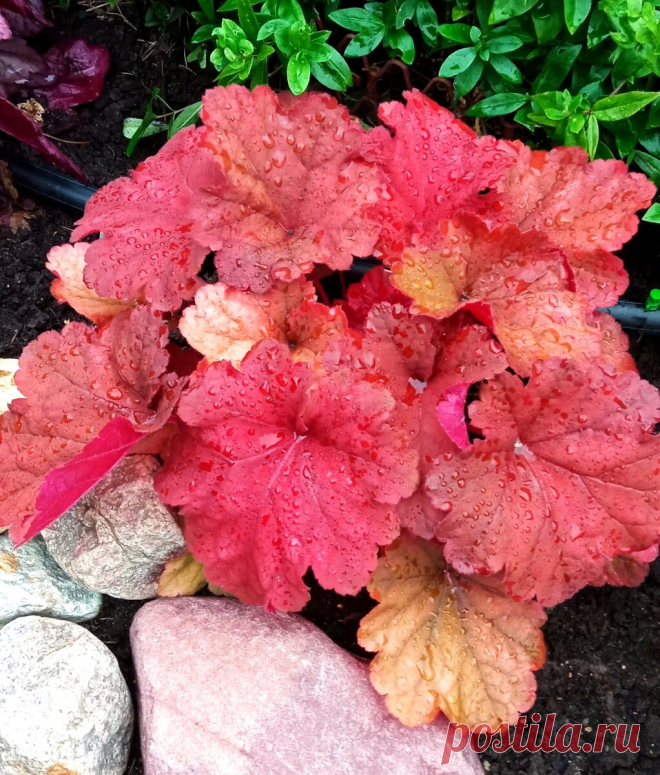 Главные растения моего сада. Научила многих, и вас научу с ними дружить | Цветочная няша | Дзен