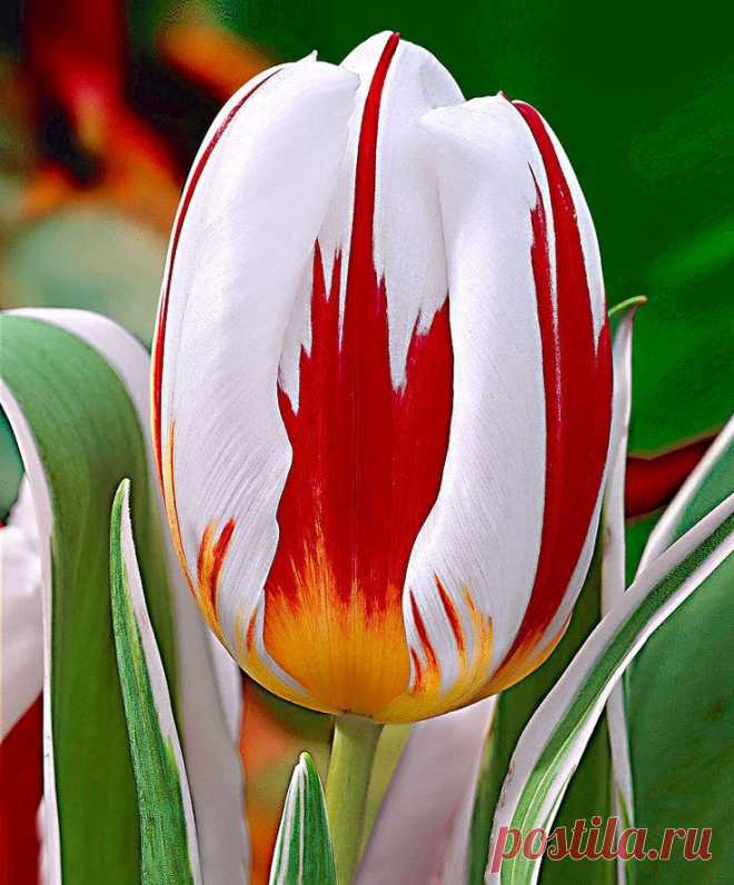 Tulip 'Happy Generation' ® Beautiful. - Looks like ... | Flo…