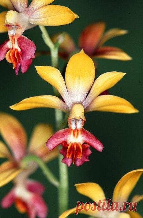 Orchids | Orchids stand alone