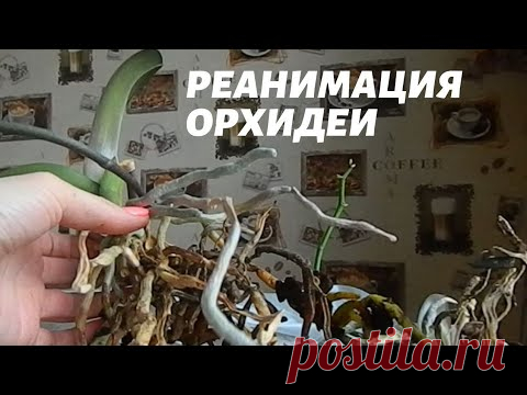 Реанимация Орхидей, гнилые корни. Один из способов.