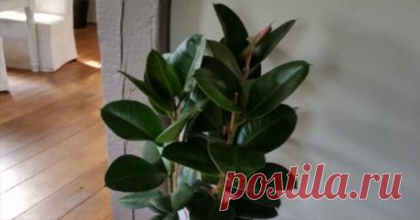 5 растений, которые вы должны купить для своего дома, чтобы бороться с простудой и помочь вылечить бессонницу