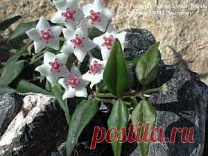 Хойя, Плющ восковой — Hoya описание и уход на FloralWorld.ru