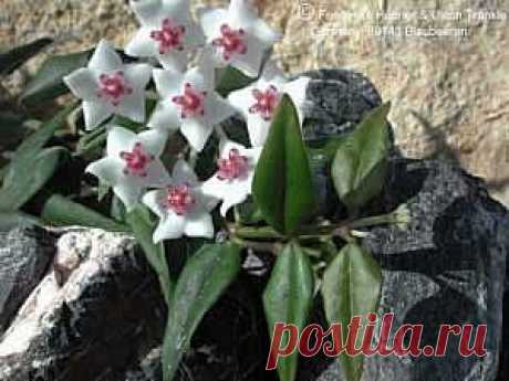 Хойя, Плющ восковой — Hoya описание и уход на FloralWorld.ru