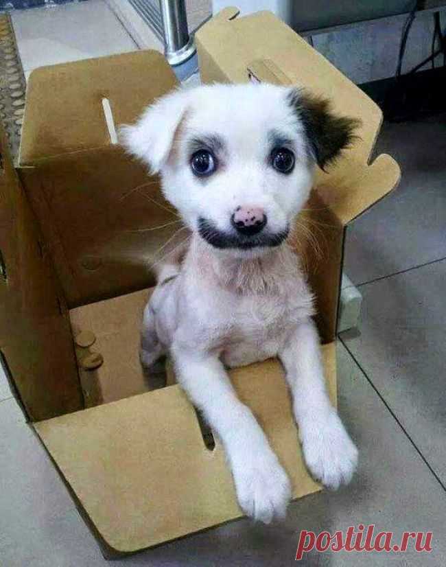 15 собак, которых природа раскрасила с юмором
