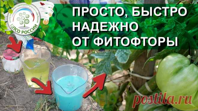 ОБРАБОТАЙТЕ ЭТИМ ПОМИДОРЫ И ЗАБУДЬТЕ ПРО ФИТОФТОРОЗ НА ПОМИДОРАХ.