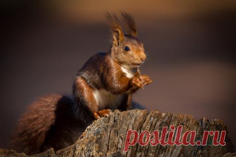 Eurasian Red Squirrel by J Uriarte / 500px