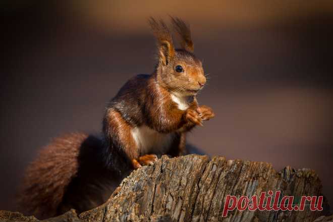 Eurasian Red Squirrel by J Uriarte / 500px