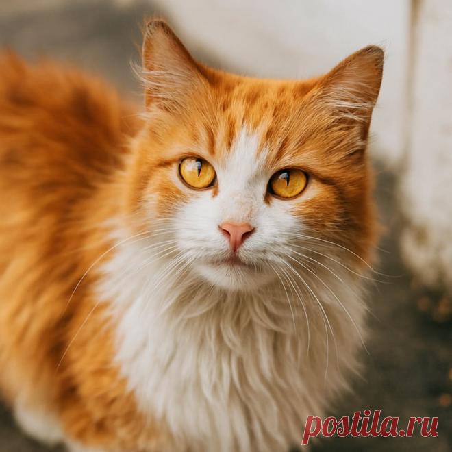 Муж у тебя ненормальный - OGADANIE.RU