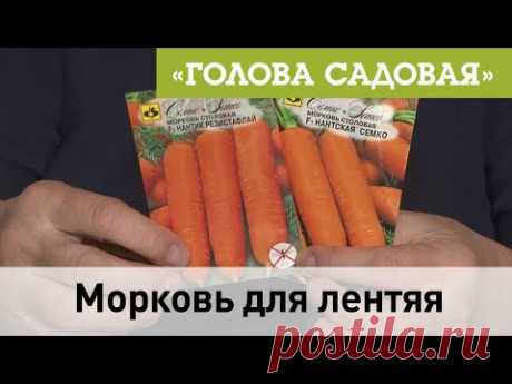 Голова Садовая - Морковь для лентяя