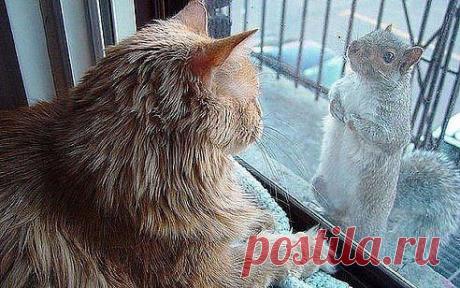 Зря валерьянки напился...Вот уже и белочка пришла.