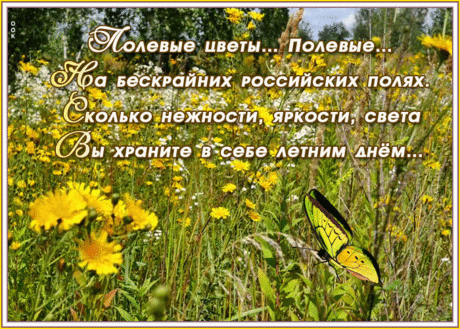 Картинка лето с красивыми словами