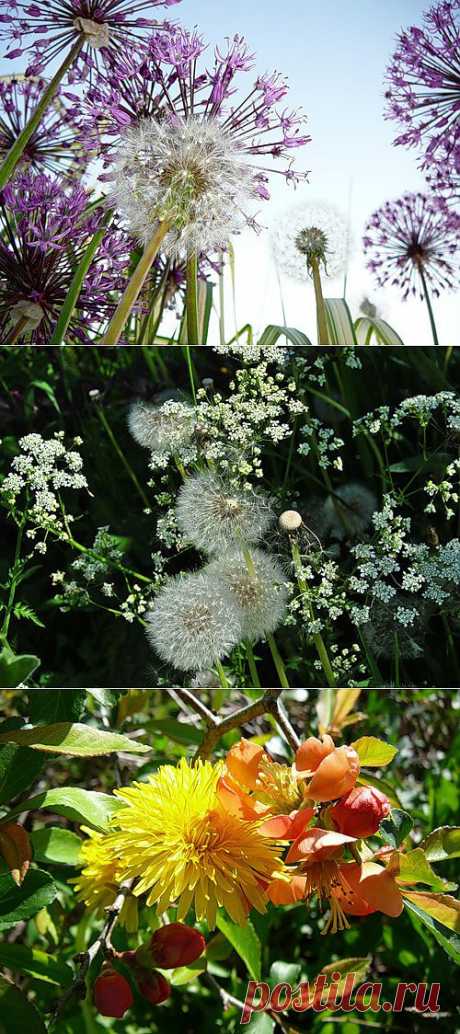 ОДУВАНЧИК В САДУ. Одуванчик-существо странное. С одной стороны сорняк, с другой-весьма полезное растение. В Китае его считают овощами, а в России-сорняками. Яркие жёлтые цветы удивительно гармонируют с голубым флоксом, или сливаются в жёлтом экстазе с примулой.