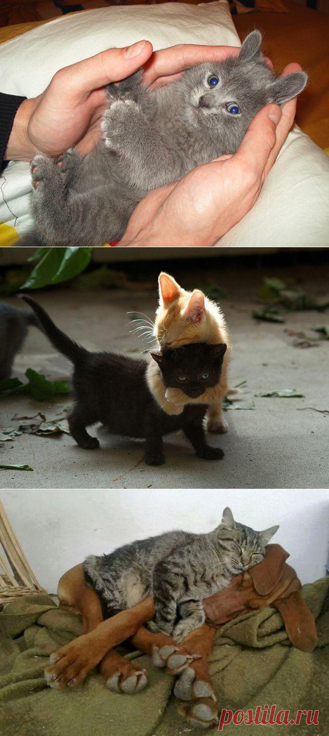 18 доказательств, что коты — многогранные личности