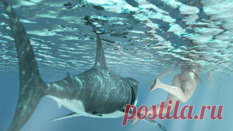 В Австралии акула напала на женщину. В Австралии на купавшуюся женщину напала акула. Об этом сообщает ABC News. По информации издания, инцидент произошел у пляжа города Бичпорт в Южной Австралии. Акула напала на женщину, когда та купалась. Хищница дважды атаковала ее. ...