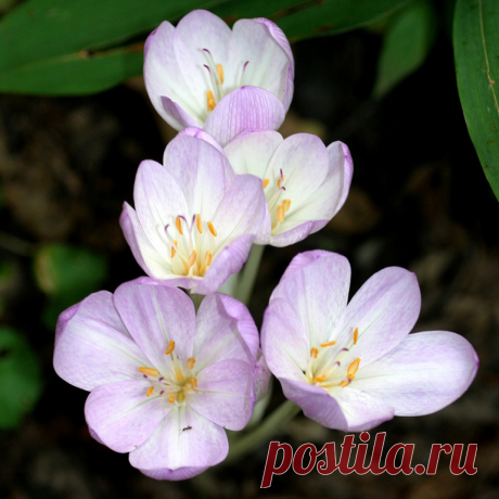 Неприхотливые и красивые цветы для дачи — 6 соток
