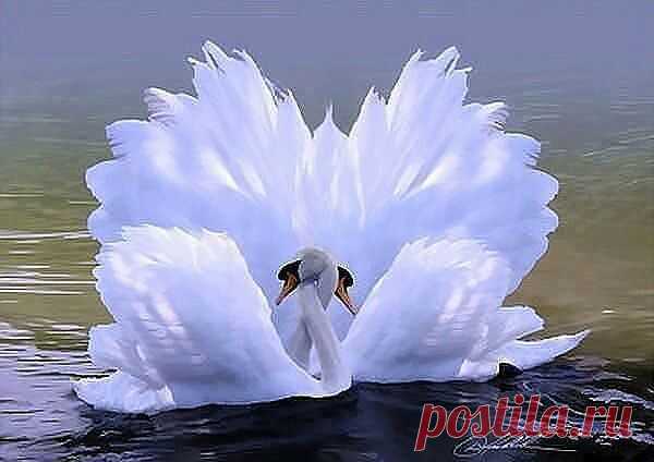 (71) Одноклассники