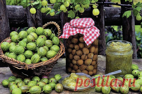 Варенье из крыжовника: Царское, с апельсином, вишневым листом, грецким орехом И еще самые популярные способы приготовления варенья из крыжовника на зиму