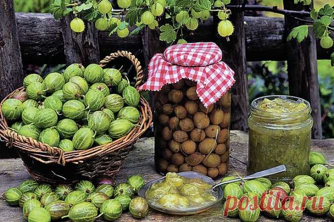 Варенье из крыжовника: Царское, с апельсином, вишневым листом, грецким орехом И еще самые популярные способы приготовления варенья из крыжовника на зиму