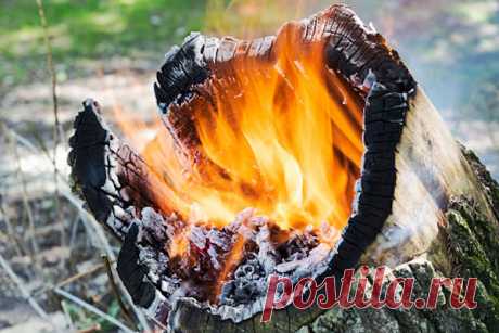 Как убрать пень без корчевания | садоёж | Яндекс Дзен