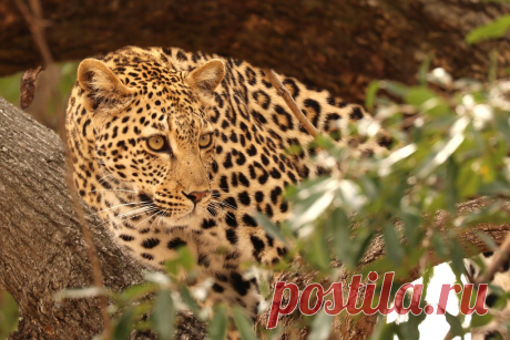 Leopard 2 watching prey