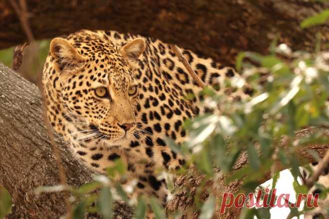 Leopard 2 watching prey