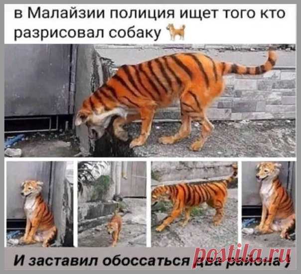 Тигры бывают разные - толстые, смешные и даже гавкающие... СМОТРЕТЬ подборку лучших 