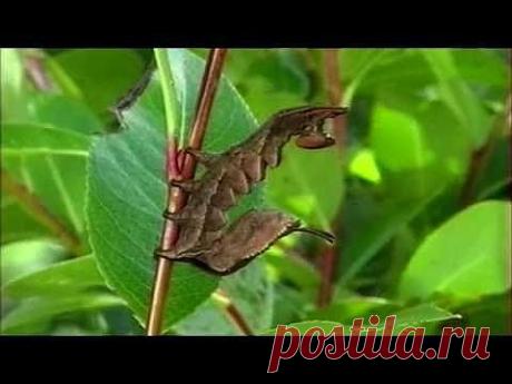 Эффективная защита - YouTube