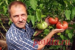 Хотите получать по 2 ведра томатов с куста? | Женский блог