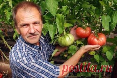 Хотите получать по 2 ведра томатов с куста? | Женский блог