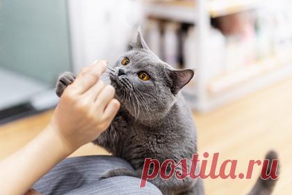 В Хабаровске открылась выставка о любви к кошкам. В Хабаровске открылась выставка, посвященная кошкам — она продлится до 20 апреля. В экспозицию вошли не только картины знаменитых художников, которых уже нет в живых, но и работы воспитанников детского центра «Галактика» и ученых. Главная задача выставки — привить людям любовь и заботу к четвероногим созданиям.