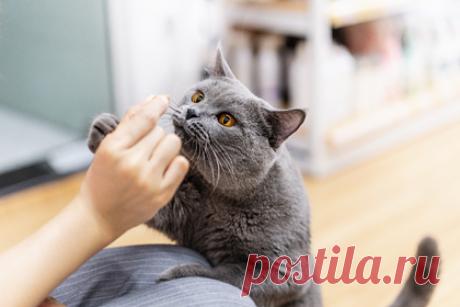 В Хабаровске открылась выставка о любви к кошкам. В Хабаровске открылась выставка, посвященная кошкам — она продлится до 20 апреля. В экспозицию вошли не только картины знаменитых художников, которых уже нет в живых, но и работы воспитанников детского центра «Галактика» и ученых. Главная задача выставки — привить людям любовь и заботу к четвероногим созданиям.