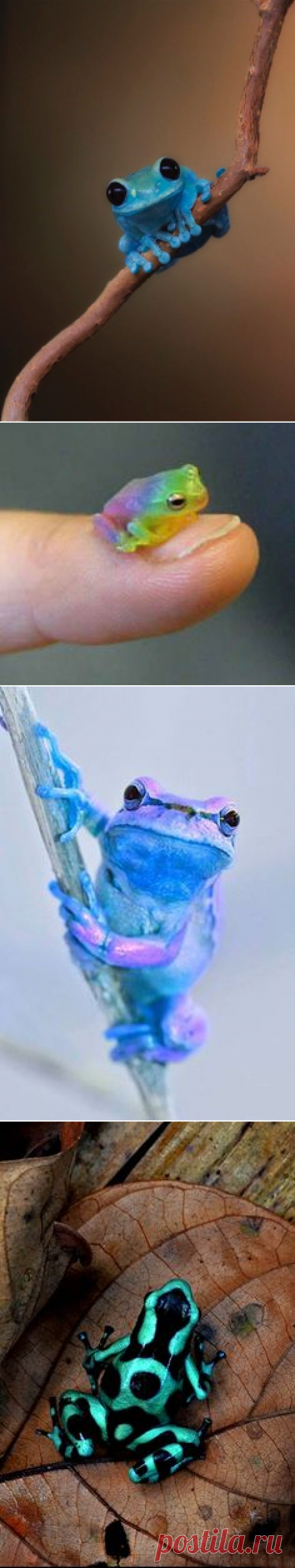 Лягушки, Амфибии and Рептилии on Pinterest