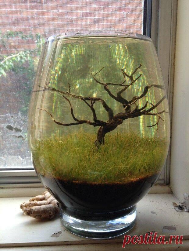 Миниатюрный аквариум как элемент декора ~ Planetalsad