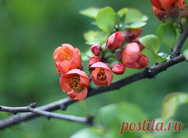 Май приходит, чтобы целовать грустных…
Чтобы снабжать надеждой отчаявшихся…
Чтобы показывать язык циничным ворчунам…
Чтобы тянуть за бока ленивый закат…
Чтобы заглядывать в ранние окна широкой улыбкой…
Чтобы взрывать тесные почки для запоздавших листьев…
Чтобы отсылать дальним лесом всех, кто ему не рад…
Май просто приходит… иногда он приходит даже в январе, когда надо спасти кого-то замёрзшего посреди равнодушной зимы…
Я знала, что он не опоздает, и ещё с вечера переброси...