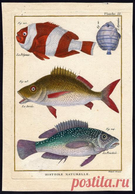 Antique Fish Print Anemonefish Seabass Margatefish Butterflyfish Bonnaterre 1788 | eBay