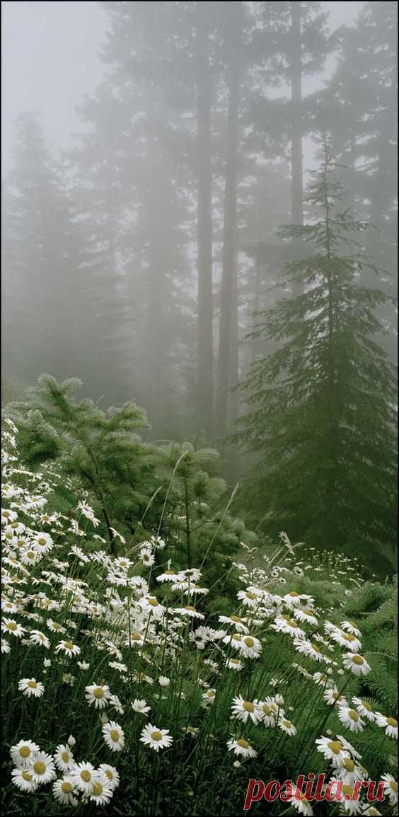Lee Mann Photography :: Northwest mountains, seascapes, tulips, rivers, waterfalls  -  Источник: leemannphotography.com  |  Pinterest • Всемирный каталог идей