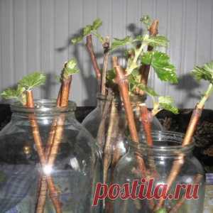 Саженцы с подоконника или секрет зимнего размножения смородины