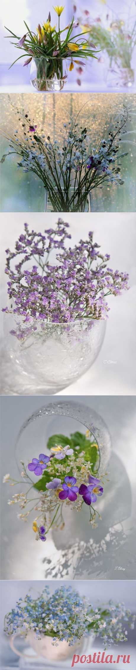 РАБОТЫ ФОТОГРАФА ТАТЬЯНЫ ОБРАЗ...

Нежность - это шорох сердца... капля утренней росы...
Нежность - это лучик солнца, свежесть девственной зари...
Нежность - это шёпот неба, чистота невинных звезд...
Нежность - это запах сена,  радость полевых цветов...
Нежность - это струйка света, теплота людской души...
Нежность - это хрупкость снега, святость зимней красоты...
Нежность - это плач свирели, грусть осенних вечеров...
Нежность - это звук капели, аромат весенних строк...