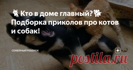 🐈Кто в доме главный?🐕 Подборка приколов про котов и собак!