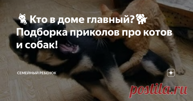 🐈Кто в доме главный?🐕 Подборка приколов про котов и собак!