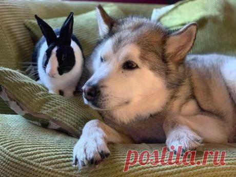 Дружба между животными Дружба ─ это то, что не подчиняется никаким правилам: там, где она возникает, нет места условностям и предрассудкам.