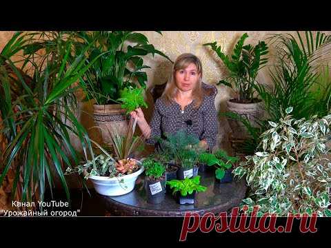 НЕ ПРОПУСТИТЕ! ЧТО ПОСЕЯТЬ В ДЕКАБРЕ!