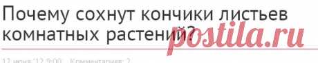 Почему сохнут кончики листьев комнатных растений? - Комнатные растения - уход за комнатными растениями - Дом - IVONA - bigmir)net - IVONA