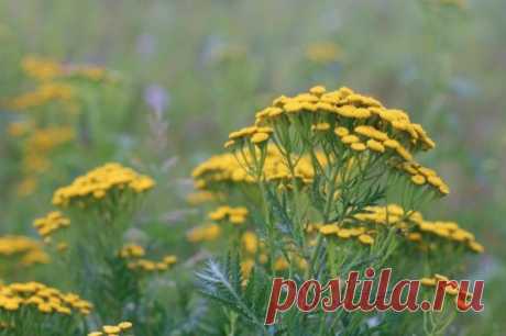 Пижма обыкновенная - описание и фото, применение и свойства растения