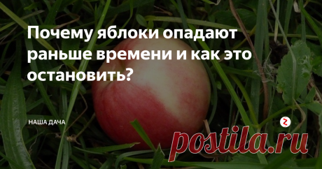 Почему яблоки опадают раньше времени и как это остановить? С тех пор яблоки – мои любимые фрукты. И как же обидно бывает, что они, не дожидаясь сроков созревания, опадают и начинают гнить. Что делать с падалицей яблок, и вообще, по каким причинам плодовые деревья так себя ведут? Попр