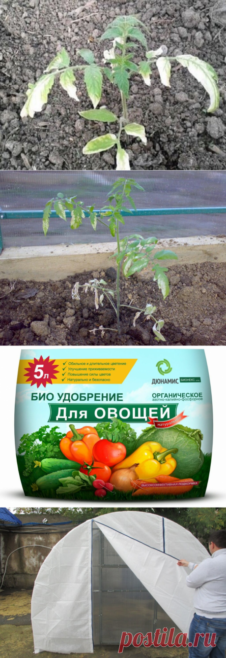 Что делать, если рассада сгорела в теплице? Запомните на всякий случай | Дачные записки | Яндекс Дзен