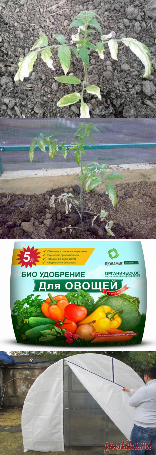 Что делать, если рассада сгорела в теплице? Запомните на всякий случай | Дачные записки | Яндекс Дзен