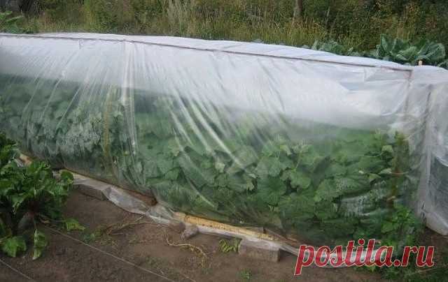 Огурцы растут при любой погоде.

Решил поделиться своим опытом. В прошлом году с огуречной грядки мы собирали урожай с июня до октября через каждые 2-3 дня по ведерку, до того момента, когда случился первый заморозок. Огурцы росли, несмотря на то что с начала лета полтора месяца не было дождей, а потом они лили в таком количестве, что случилось настоящее наводнение.
Со второй половины августа дожди прекратились, и засветило солнышко, зато ночная температура упала до 6-8°, ...