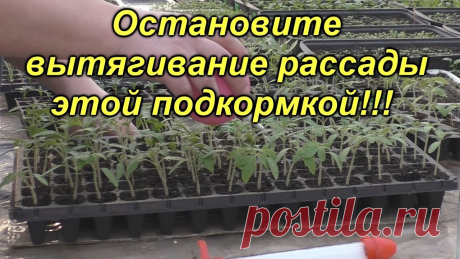 Первая и ОЧЕНЬ важная подкормка рассады томатов! Что получилось через 25 дней после этих подкормок- https://youtu.be/K2KCEgxgU7E Рассада томатов склонна к вытягиванию и истончению стебля, как и чем этого мо...