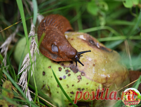 УЛИТОК И СЛИЗНЕЙ ИЗ САДА ДОЛОЙ

Из-за частых дождей на участке появляются слизни и улитки. Они встречались повсюду – на плодах, ягодах, овощах, декоративных культурах. Как избавить от них садовый участок?

Слизни – серьезные вредители, бороться с ними непросто. Эти моллюски ведут ночной образ жизни, а днем прячутся под растительными остатками на земле, в тени растений, под листьями, в трещинах коры.

 
Отрождаются слизни в конце мая из перезимовавших в почве яиц. Молодые о...